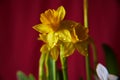 Beautiful narcissus closeup durning beautiful natural ligh