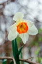 Beautiful narcissus flower in the early cold spring cloudy morning close-up.