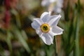 Beautiful narcissus flower with white petals and a yellow corpus Royalty Free Stock Photo