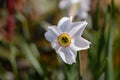 Beautiful narcissus flower with white petals and a yellow corpus Royalty Free Stock Photo