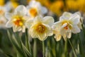 Beautiful narcissus flowers bloom in the spring garden.