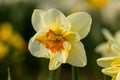 Beautiful narcissus flowers bloom in the spring garden.