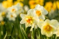 Beautiful narcissus flowers bloom in the spring garden.