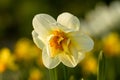 Beautiful narcissus flowers bloom in the spring garden.