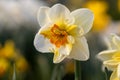 Beautiful narcissus flowers bloom in the spring garden.