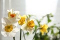 Beautiful narcissus flowers and blurred view of window with blinds on background. Royalty Free Stock Photo