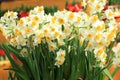 Beautiful narcissus flowers Royalty Free Stock Photo