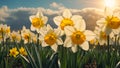 Beautiful narcissus flowers in environment field