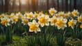 Beautiful narcissus flowers in environment field day Royalty Free Stock Photo