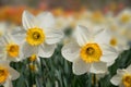 Beautiful narcissus flowers in flowerbed Royalty Free Stock Photo