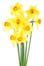 Beautiful narcissus flowers isolated on white background. Bouquet Royalty Free Stock Photo