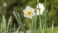 Beautiful narcissus in the garden, in spring, pretty ornamental white and yellow flower Royalty Free Stock Photo