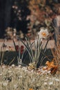 Beautiful narcissus in the garden, in spring, pretty ornamental white and yellow flower Royalty Free Stock Photo