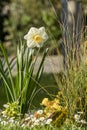 Beautiful narcissus in the garden, in spring, pretty ornamental white and yellow flower Royalty Free Stock Photo