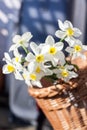 Beautiful Narcissus Geranium with pure white petals with an orange cup in wickery basket Royalty Free Stock Photo