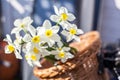 Beautiful Narcissus Geranium with pure white petals with an orange cup in wickery basket