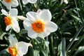A lot of Narcissus in blossom just in time for Whitsun time