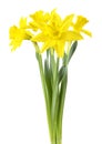 Beautiful narcissus Narzissen, Narcissus isolated on white background, inclusive clipping path.