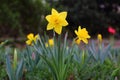 Beautiful Narcissus Pseudonarcissus In Spring