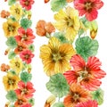 Beautiful nasturtium flowers with green leaves on white background. Seamless floral pattern. Vertical border. Watercolor painting