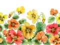 Beautiful nasturtium flowers with green leaves on white background. Seamless floral pattern. Watercolor painting.