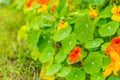 Beautiful nasturtium flowers growing and blooming in garden