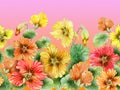 Beautiful nasturtium flowers with on pink gradient background. Seamless floral pattern. Watercolor painting. Royalty Free Stock Photo
