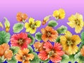 Beautiful nasturtium flowers with on purple gradient background. Seamless floral pattern. Watercolor painting.