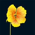 Beautiful nasturtium isolated on black background. Yellow and orange bright flower. Botanical realistic art. Hand drawn detailed