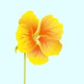 Beautiful nasturtium isolated on light blue background. Yellow and orange bright flower. Botanical realistic art. Hand drawn