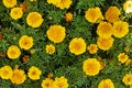 beautiful national yellow Tagetes flowers on a sunny day. Royalty Free Stock Photo