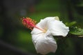 A Beautiful Native Hawaiian White Hibiscus