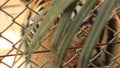 Beautiful Native Indochinese Tiger`s face looking at us through the fence of it`s cage