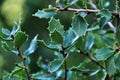 Beautiful native Quercus Coccifera plant in the mountain