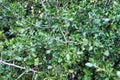 Beautiful native Quercus Coccifera plant in the mountain