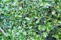 Beautiful native Quercus Coccifera plant in the mountain Royalty Free Stock Photo