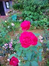 Beautiful Natura Red Rose Flower in Garden