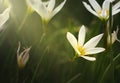 The light shining to the white flowers, close up flower Royalty Free Stock Photo