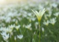 Close up of white flowers Royalty Free Stock Photo