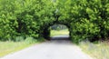 Beautiful natural arch, similar to tunnel, over rural road in summer in good weather Royalty Free Stock Photo