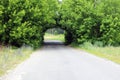 Beautiful natural arch, similar to tunnel, over rural road in summer during journey Royalty Free Stock Photo
