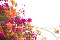 Beautiful natural arch on the way to the ocean of flowers in bougainvillea isolated on white background Royalty Free Stock Photo