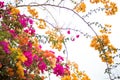 Beautiful natural arch on the way to the ocean of flowers in bougainvillea isolated on white background Royalty Free Stock Photo