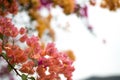 Beautiful natural arch on the way to the ocean of flowers in bougainvillea isolated on white background Royalty Free Stock Photo