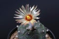 Beautiful natural Astrophytum Kikko cactus in full bloom shot in a macro