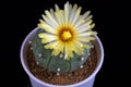 Beautiful natural Astrophytum Kikko cactus in full bloom Royalty Free Stock Photo