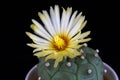 Beautiful natural Astrophytum Kikko cactus in full bloom Royalty Free Stock Photo