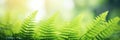 Beautiful natural background border with fresh juicy light green foliage of fern in sunlight in spring summer and defocused bokeh Royalty Free Stock Photo