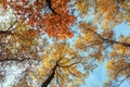 Beautiful natural background with bottom view of the tops of trees with colorful foliage in the autumn Sunny Park