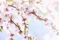 Beautiful natural background with branches and white apricot flowers on blue sky background Royalty Free Stock Photo